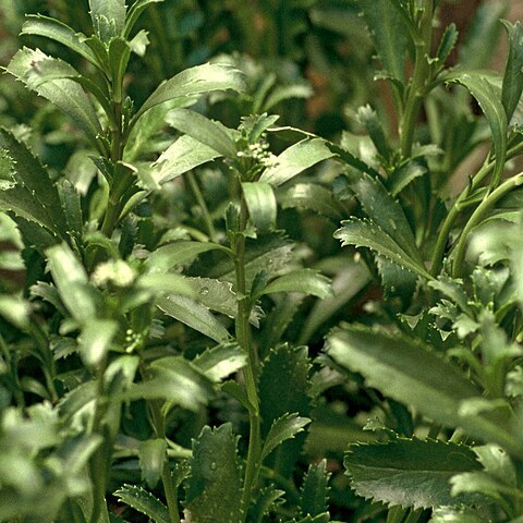 Lepidium banksii unspecified picture