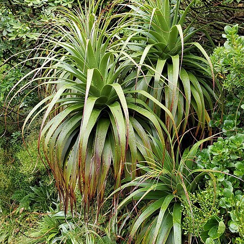 Dracophyllum fiordense unspecified picture