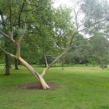 Eucalyptus glaucescens unspecified picture