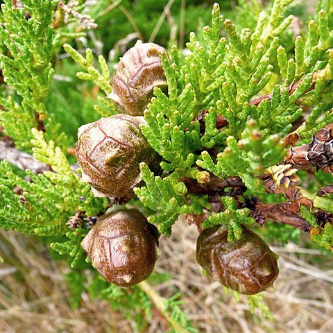 Cupressus unspecified picture