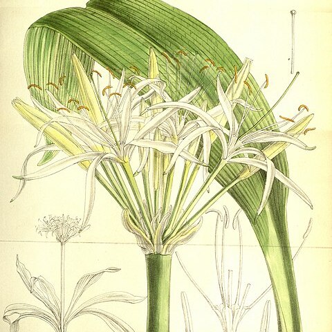 Hymenocallis schizostephana unspecified picture