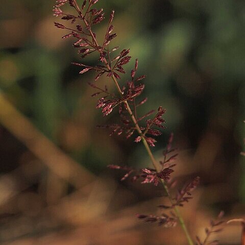 Eragrostis tenellula unspecified picture