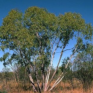 Eucalyptus chlorophylla unspecified picture