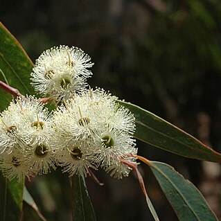 Eucalyptus planchoniana unspecified picture