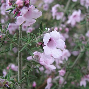 Prostanthera stenophylla unspecified picture