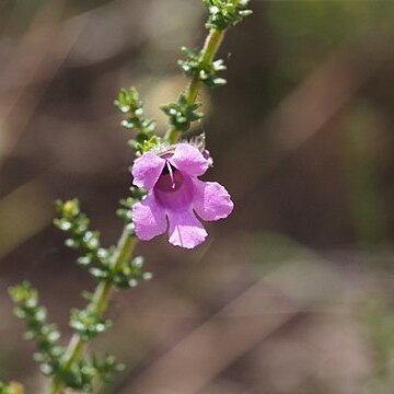 Prostanthera howelliae unspecified picture