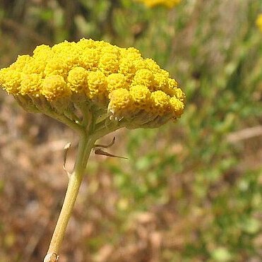 Achillea unspecified picture