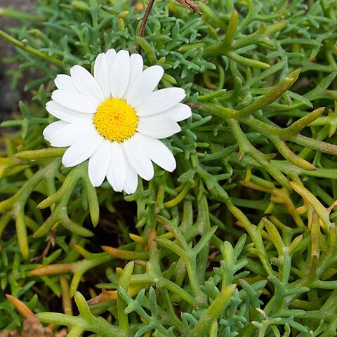 Argyranthemum frutescens subsp. pumilum unspecified picture