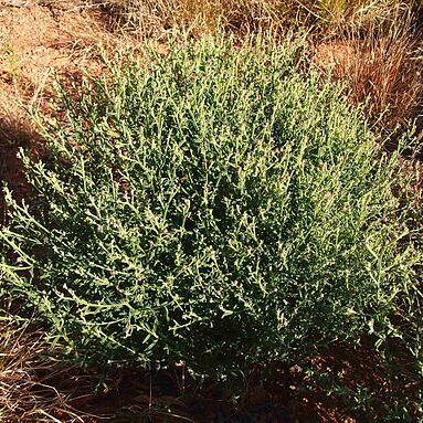 Pterocaulon sphacelatum unspecified picture