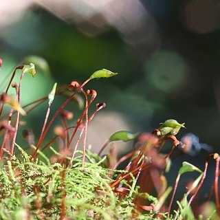 Thuidiopsis sparsa unspecified picture