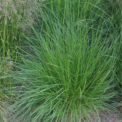 Deschampsia unspecified picture