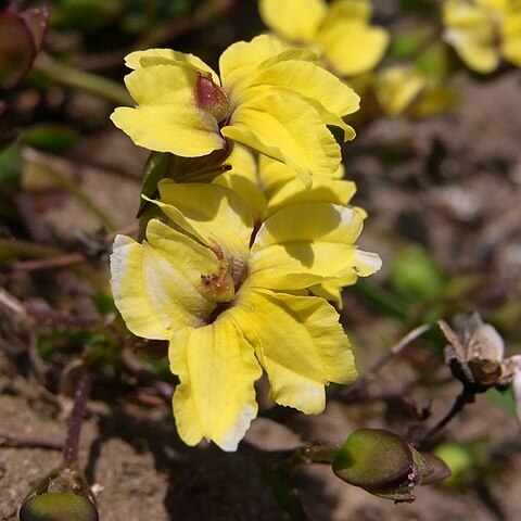 Goodenia paniculata unspecified picture