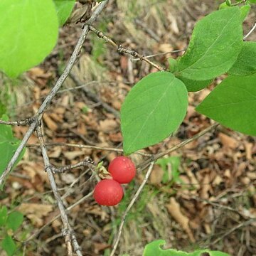 Lonicera praeflorens unspecified picture