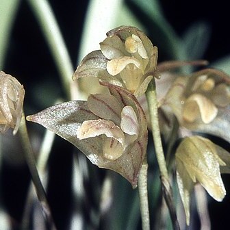 Masdevallia campyloglossa unspecified picture