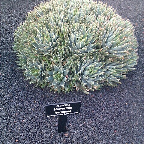 Haworthia herbacea unspecified picture