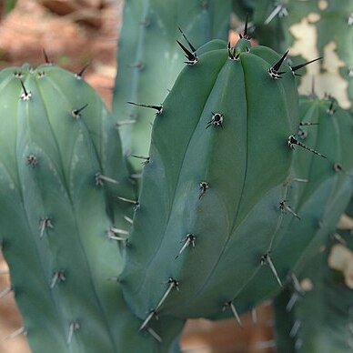 Myrtillocactus unspecified picture