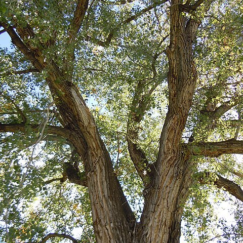 Populus deltoides subsp. monilifera unspecified picture