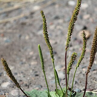 Plantago depressa unspecified picture