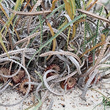 Banksia stenoprion unspecified picture