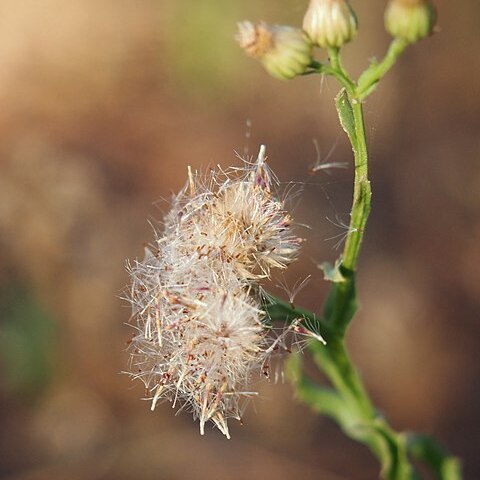 Vittadinia hispidula unspecified picture