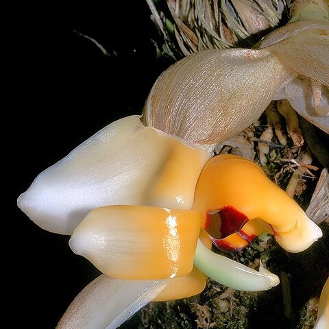 Stanhopea pulla unspecified picture