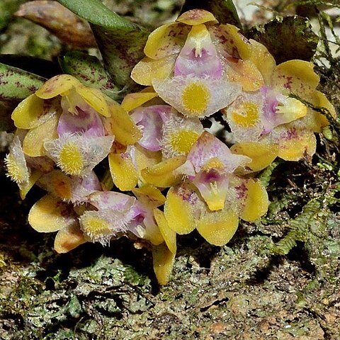 Gastrochilus matsudae unspecified picture