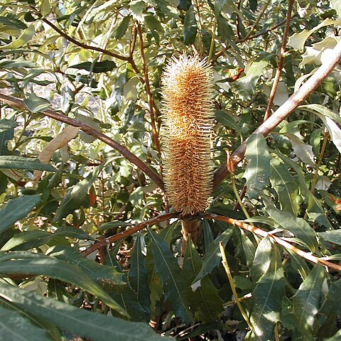 Banksia paludosa unspecified picture