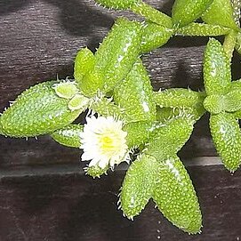 Delosperma echinatum unspecified picture