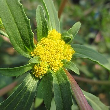 Flaveria campestris unspecified picture