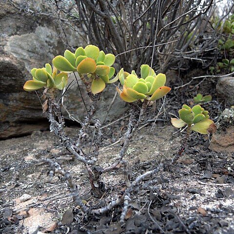 Crassula atropurpurea var. watermeyeri unspecified picture