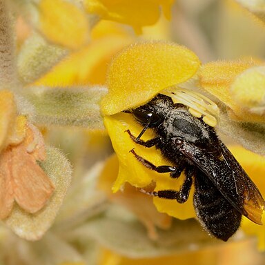 Phlomis brachyodon unspecified picture