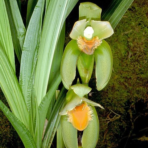 Sudamerlycaste reichenbachii unspecified picture