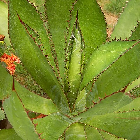 Agave bovicornuta unspecified picture