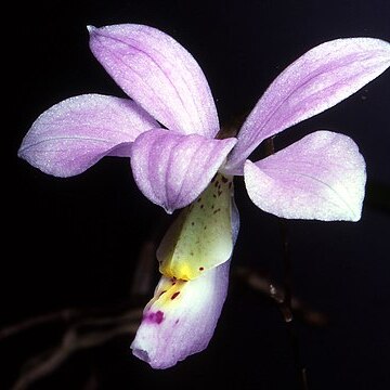 Barkeria dorotheae unspecified picture