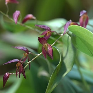 Pleurothallis rowleei unspecified picture