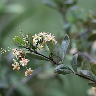 Putterlickia pyracantha unspecified picture