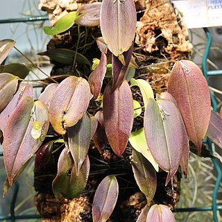 Pleurothallis omoglossa unspecified picture