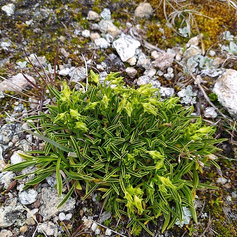 Halenia umbellata unspecified picture