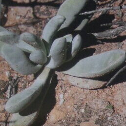 Crassula atropurpurea var. purcellii unspecified picture