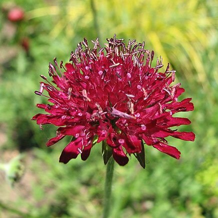 Knautia macedonica unspecified picture