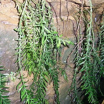 Tmesipteris truncata unspecified picture