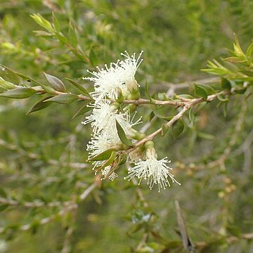 Melaleuca squamophloia unspecified picture