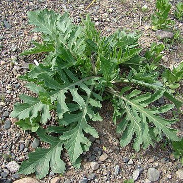 Crambe orientalis unspecified picture