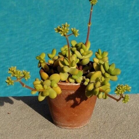 Crassula atropurpurea var. cultriformis unspecified picture