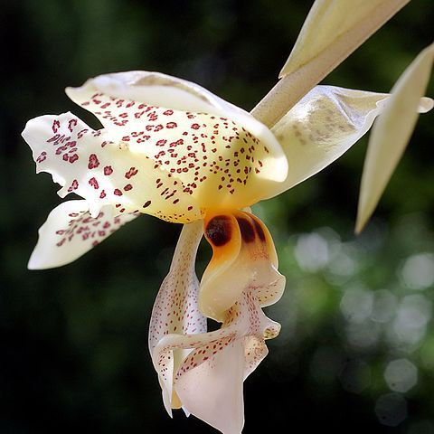 Stanhopea gibbosa unspecified picture