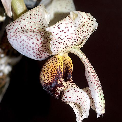 Stanhopea napoensis unspecified picture