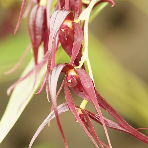 Pleurothallis phalangifera unspecified picture