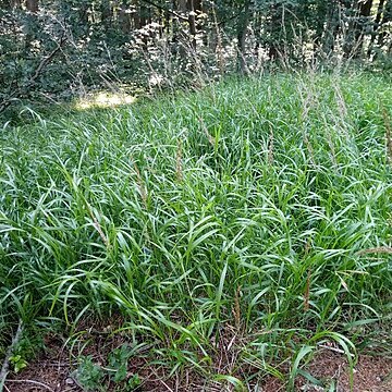 Calamagrostis villosa unspecified picture