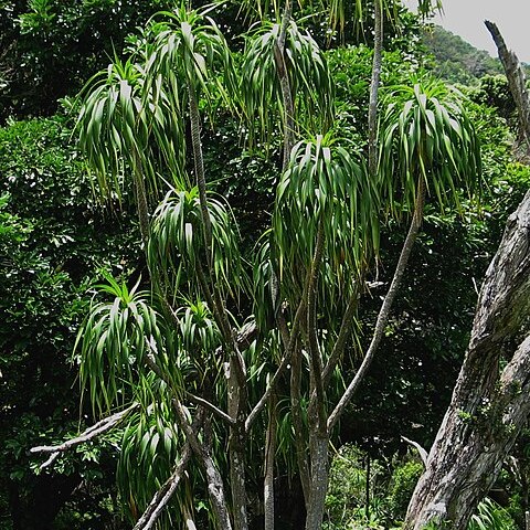 Dracaena halapepe unspecified picture