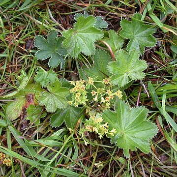 Alchemilla micans unspecified picture